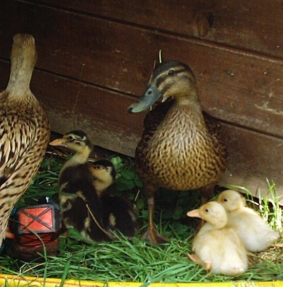 Enten mit kueken